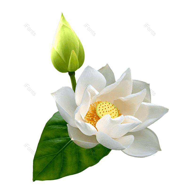 夏至图片,荷花元素,夏天PNG,花卉免抠素材